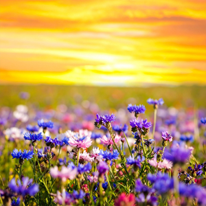 Bright field of purple, pink, and white wildflowers in sharp focus with a vivid golden-yellow sunset sky glowing in the background.